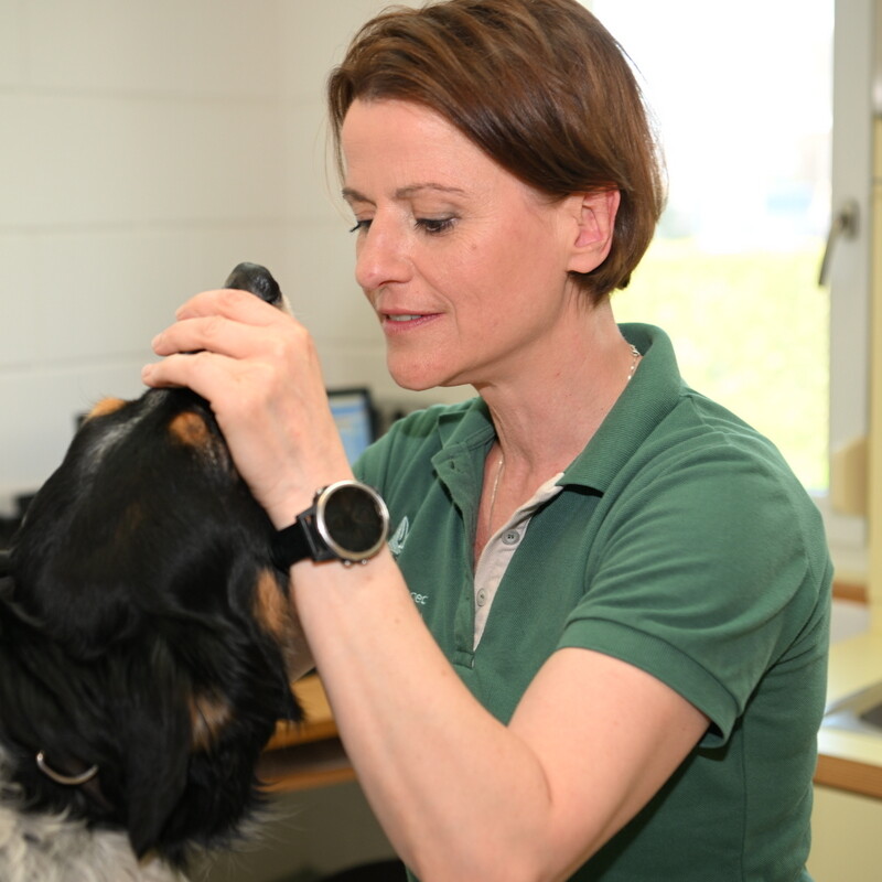 Zahnerkrankung beim Hund