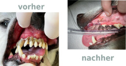 Zahnerkrankungen beim Hund