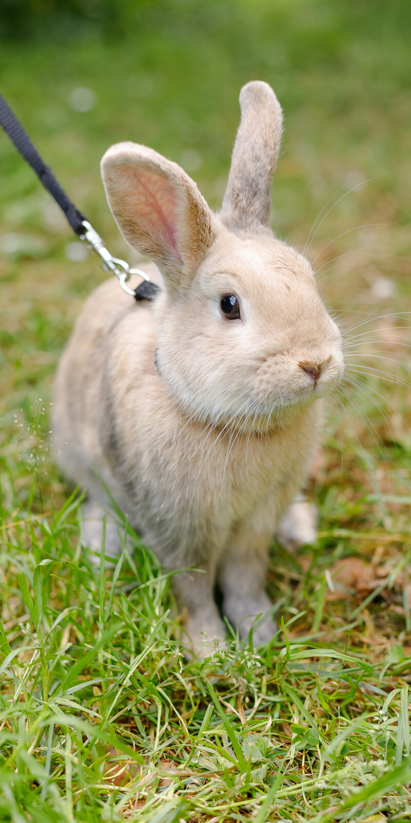 TVD-Partner-für-Tierärzte-(16)