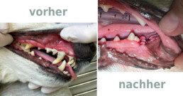 Zahnsanierung Hund